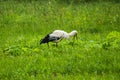 Stork on a meadow. Royalty Free Stock Photo